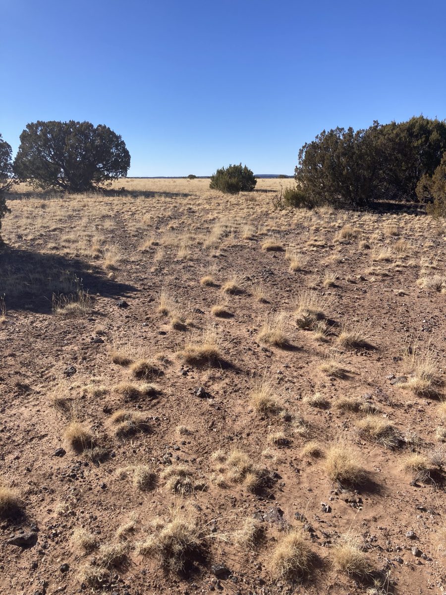 Concho high desert with juniper trees and golden grass