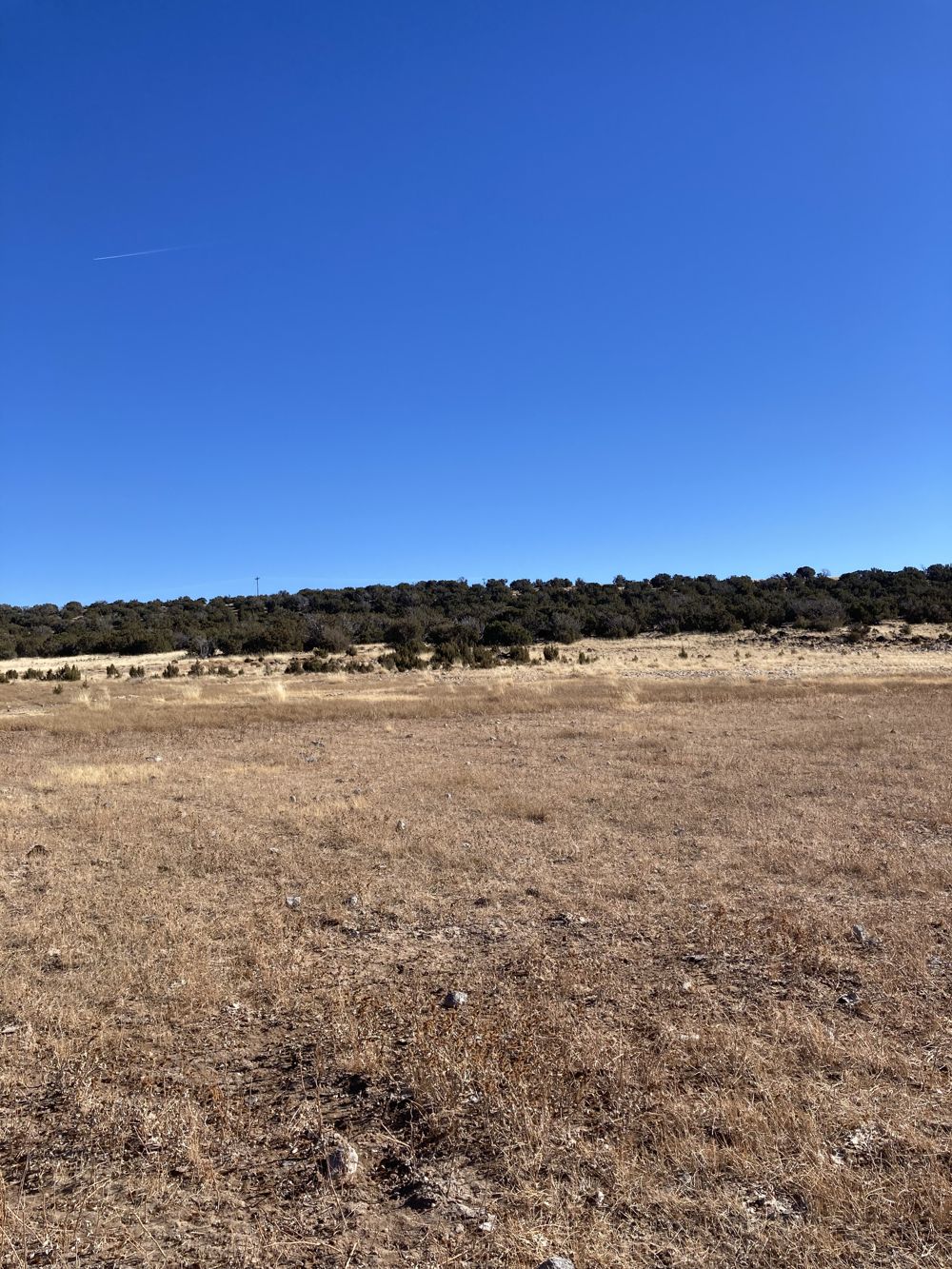 Open high-desert grassland and junipers under blue sky near Concho/St.Johns, Arizona